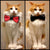 Reversible Pet Bow Tie Gent Supply Co. 